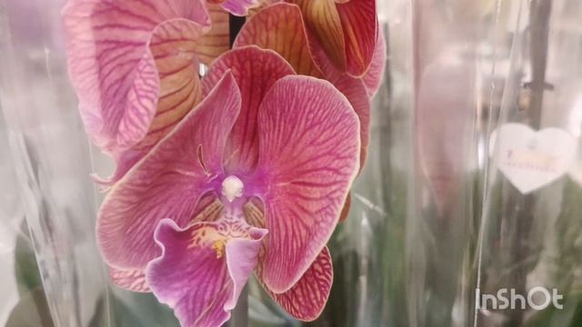 Обзор орхидей в Оби/11.03.25/ смотреть онлайн