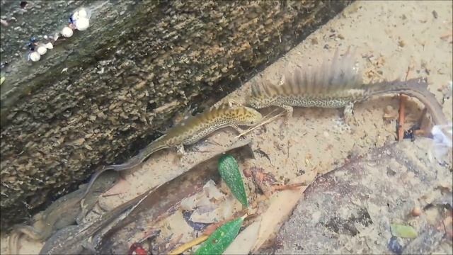 Herping Lebanon: Exploring and release of the Southern Banded newts (Ommatotriton vittatus) смотреть онлайн