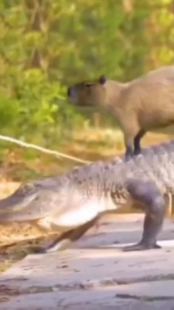 Капибара как символ пофигизма. смотреть онлайн