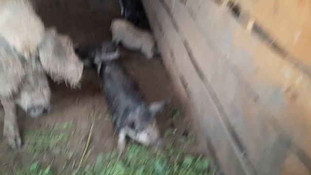 //Васильові Свині майбутнього 0730340901 Мангалиця//Вася і його штучні Шелудьківські дворові// смотреть онлайн