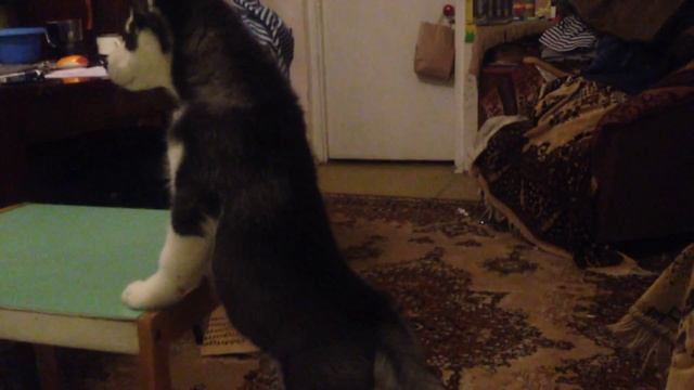 Хаски Зорро увидел свое отражение :) смотреть онлайн