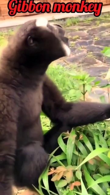 Gibbon Monkey #shorts #animals #animalshorts #shortsbeta #gibbon #gibbonmonkey смотреть онлайн