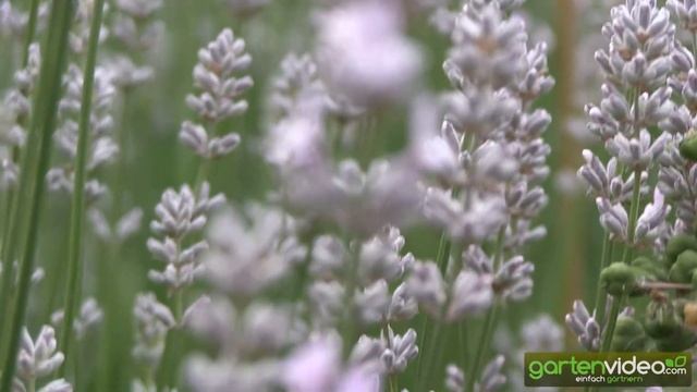Unterschiedliche Lavendelsorten - Lavendelblüten смотреть онлайн