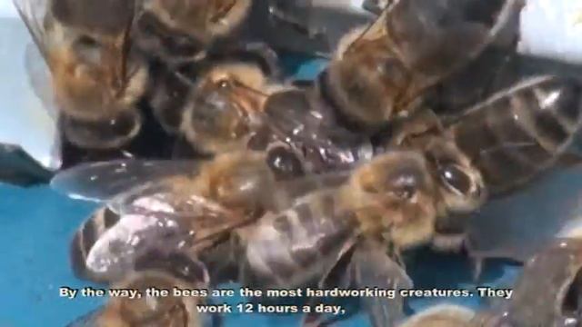 Фирсов А смотреть онлайн