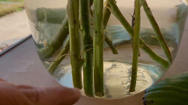 Tips On How To Do Plant Propagation (Cherimoya And Longevity Spinach)