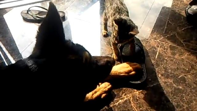 Котёнок- БОРЦУХА!!! )))