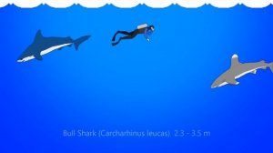 145 Sharks Size Comparison - Living and Extinct - What is the biggest shark?
