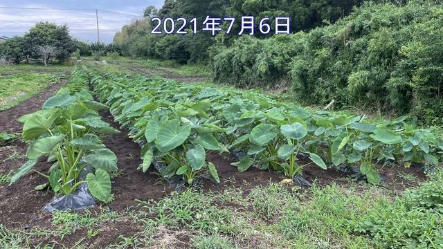 【オーガニック栽培】里芋・なまくら栽培　第44話　#オーガニック栽培#家庭菜園#里芋#なまくら#栽培 смотреть онлайн