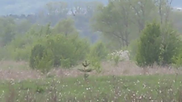 бешенный шмель 3 смотреть онлайн