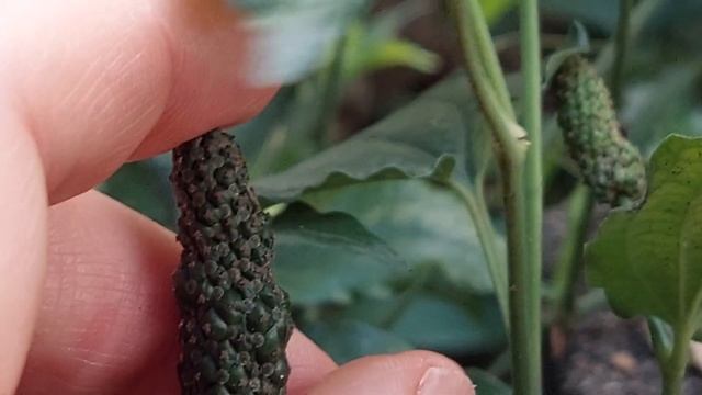 Плоды перца Пиппали в природе смотреть онлайн