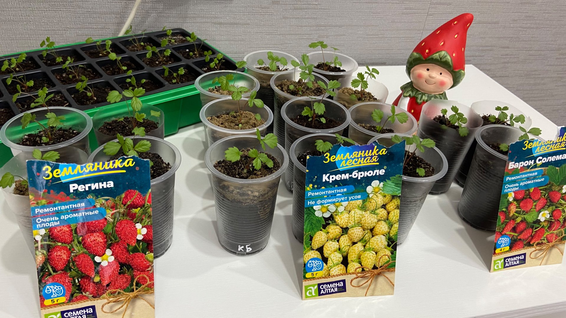 Выращиваю землянику, день 45 смотреть онлайн