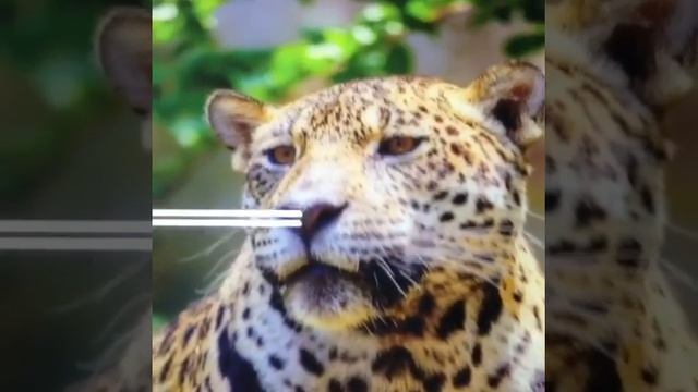 Уф-печать на стекле в г. Кемерово (стекло для шкафа-купе)