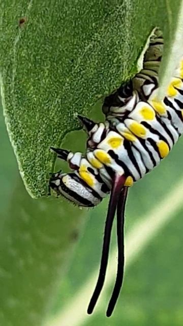Monarch Caterpillar#caterpillar#shorts смотреть онлайн