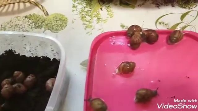 Как дела у моих улиток, кто не перенес жару. Возобновляю отправки смотреть онлайн