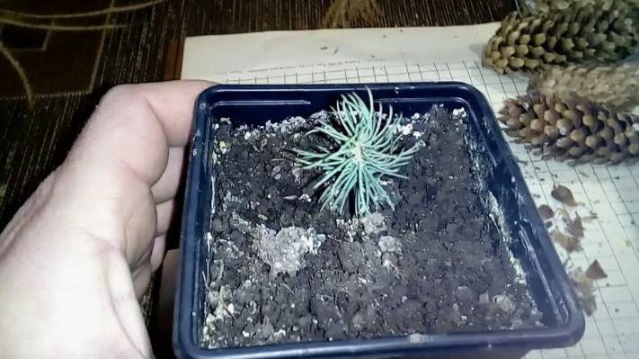 Как вырастить голубую ель из шишки смотреть онлайн