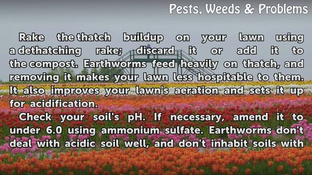 How to Get Rid of Earthworms смотреть онлайн