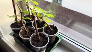 Посадка винограда в стаканы