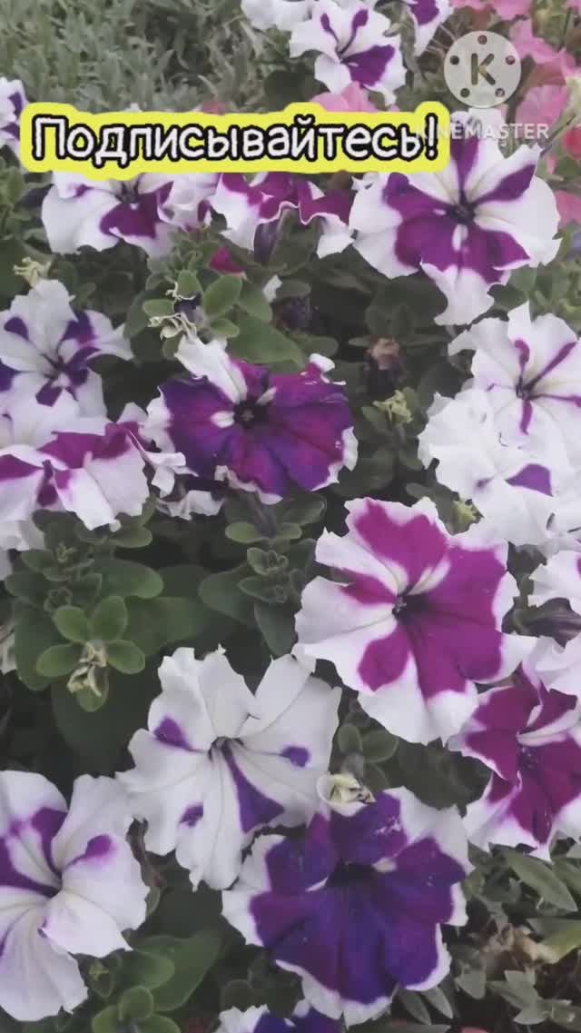 Расцвела петуния! Как цветут петунии в нашем саду! Девушки с наступающим 8 марта!!!