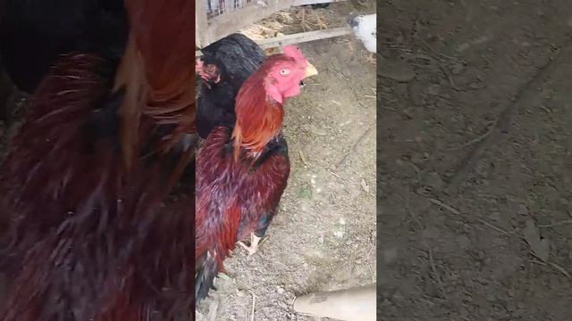 Mini Poultry Farm | My Lovely Chickens| смотреть онлайн