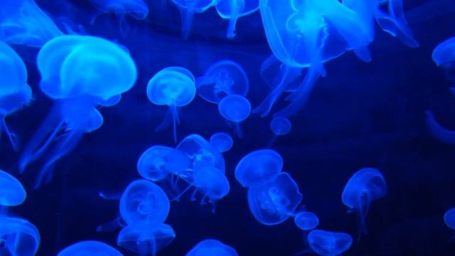 Wondershare Filmora 12 test смотреть онлайн