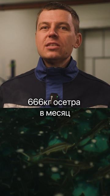 Это золотая жила! Если упустил биткоин, не упусти это... #бизнес #узв #остер #рыба #рыбы #заработок смотреть онлайн