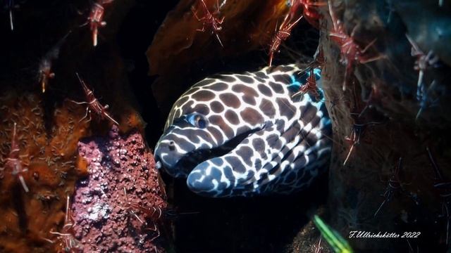 Diving Tulamben - Bali/ Indonesia 2022 смотреть онлайн