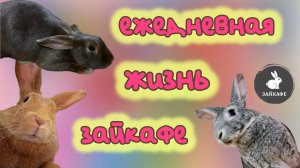 Влог Зайкафе: как живут кролики? как проходит экскурсия? и что можно делать в антикафе с кроликами?