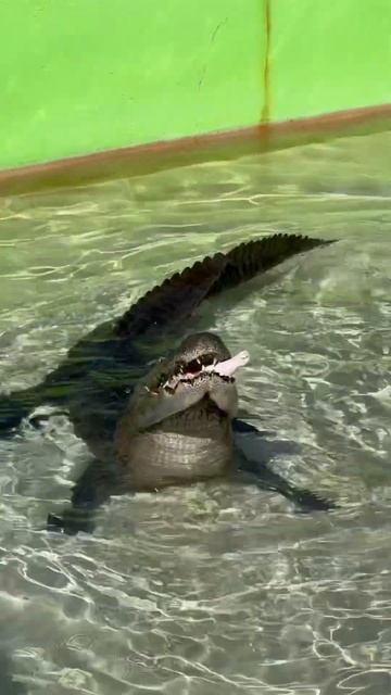 Alligator Eat 🐊 #florida #usa #alligator #eating смотреть онлайн