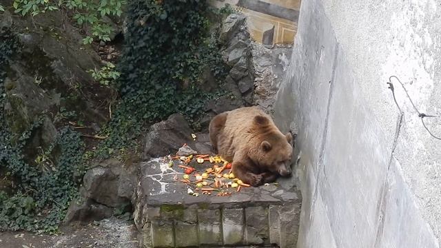 Медведь в замке. Чески Крумлов смотреть онлайн