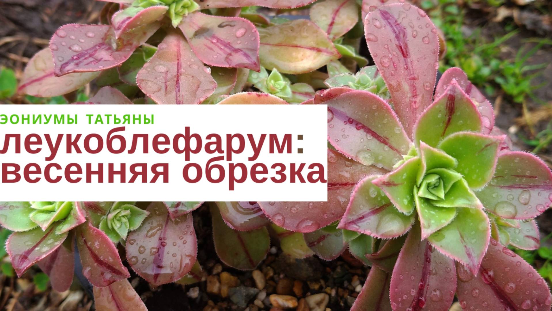 216. Леукоблефарум: весенняя обрезка