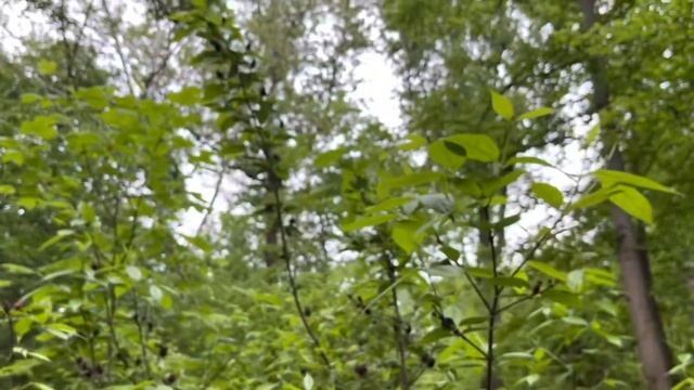 Carolina Allspice Plant Profile смотреть онлайн