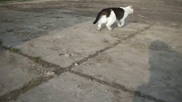 Minoes ♥ı смотреть онлайн