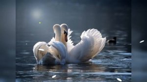 Футаж Лебеди