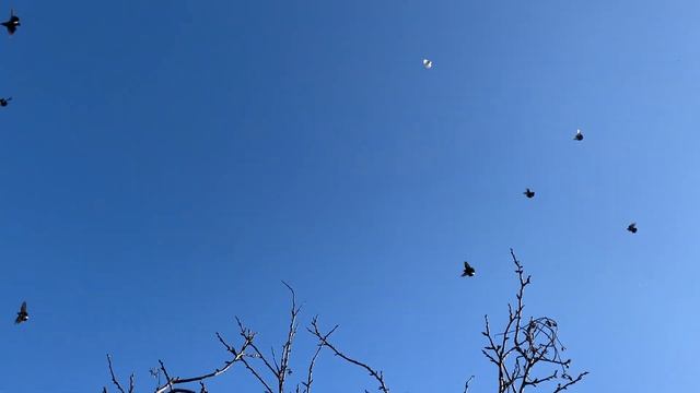 Николаевские голуби у Серёги. Крым смотреть онлайн