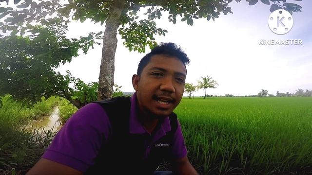 Paraan Para Mapuksa Ang Leaf Folder Sa Inyong Palayan