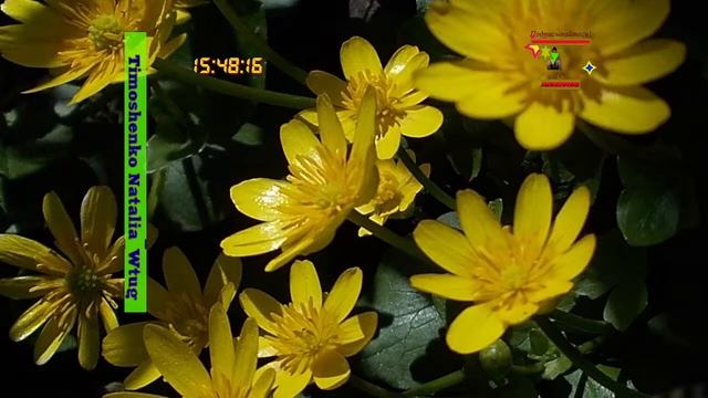 #желтые #цветы #музыка #счастья 09|03|2024 #Проведёмчасысчастьявместе |138| смотреть онлайн