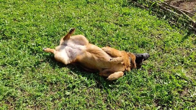 #ВЛОГ Плохой урожай! Уборка лука. Растут арбузы и дыни. смотреть онлайн