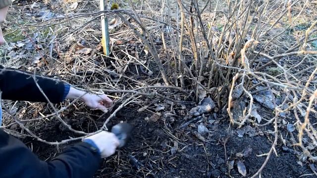 Vaiskrūmių dauginimas atlankomis