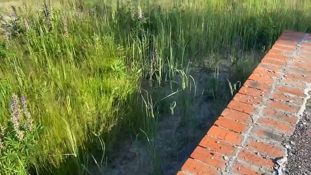 снт Пчелка Электрогорск МО смотреть онлайн