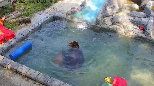 Мансур резвится в бассейне смотреть онлайн