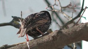 Скворец поет свою весеннюю песню