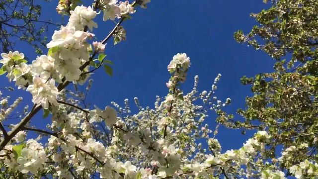 Bees on apple blossom смотреть онлайн
