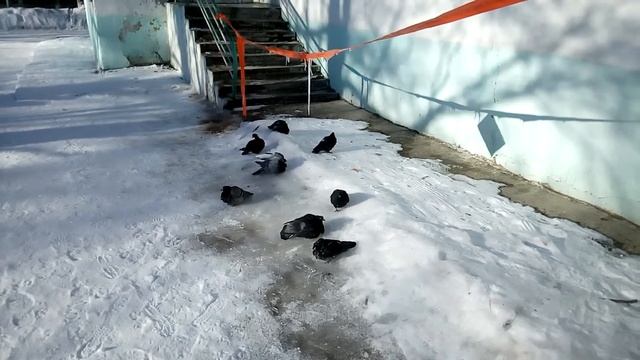 ГОЛУБИ КУПАЮТСЯ смотреть онлайн