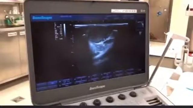 Ветеринарная диагностика на аппаратах SonoScape смотреть онлайн