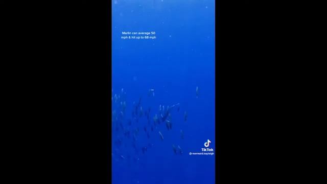 blue marlin paro paro g смотреть онлайн