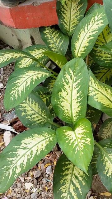 Dieffenbachia Plant #youtubeshorts