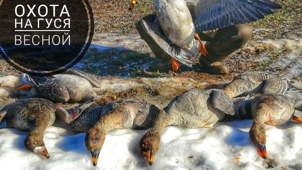 Охота на гуся весной смотреть онлайн