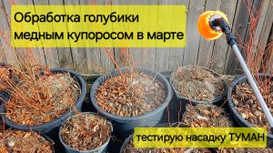 Первая проверка голубики после зимы и обработка медным купоросом с насадкой туман