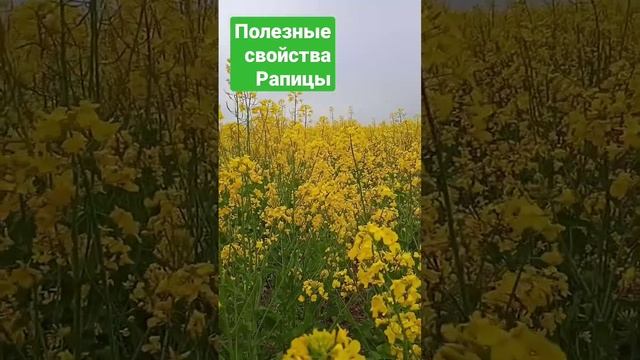 Полезные свойства масла Рапицы смотреть онлайн