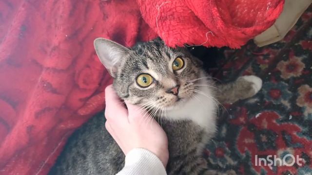 Дневник Животных. Кисуня, Жуля и Пуся. 1.04.21 смотреть онлайн